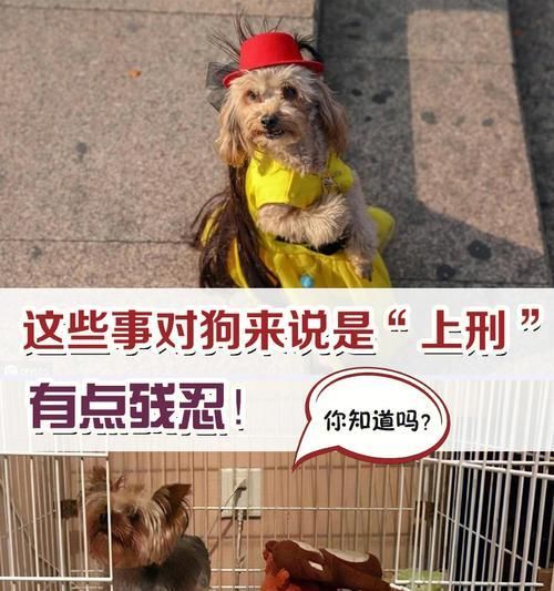 教你如何训练狗狗在家小便——宠物主人必备技能（从适龄开始，从科学方法入手，让你的狗狗顺利掌握在家小便的技能）
