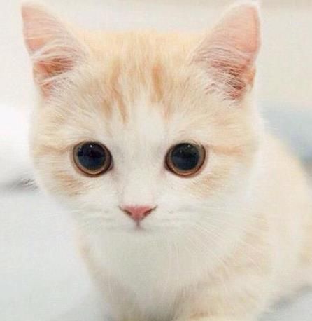 猫咪眼清洁,宠物护理必备技能