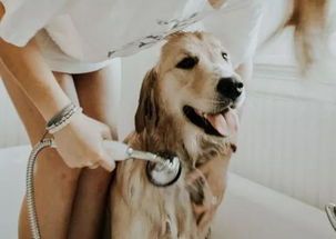 宠物手必备技能：如何正确给宠物洗澡？宠物洗澡的步骤和注意事项