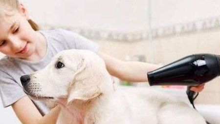 宠物手必备技能：如何正确给宠物洗澡？宠物洗澡的步骤和注意事项