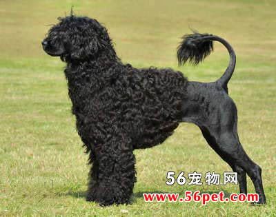 培养葡萄牙犬必备技能指南