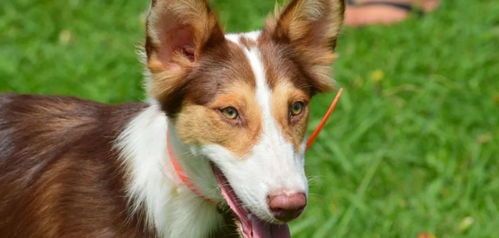 培养葡萄牙犬必备技能指南