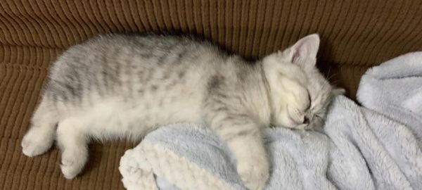 猫妈妈与小猫共眠的甜蜜（宠物家庭必备技能）