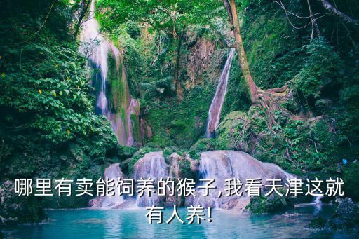 哪里有卖能饲养的猴子,我看天津这就有人养!