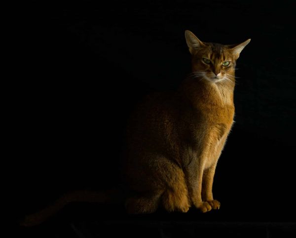 猫