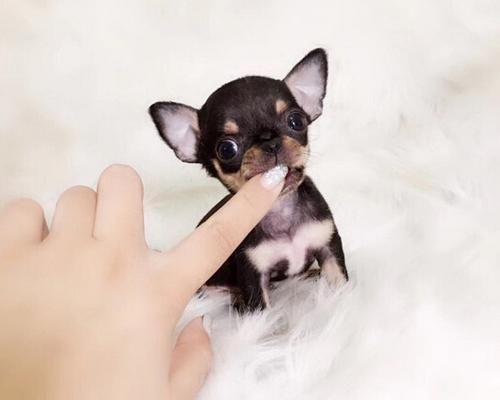 吉娃娃狗易患皮肤病的原因及预防方法（宠物养护知识）