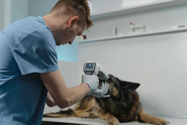 一名兽医在诊所使用诊断工具检查一只德国牧羊犬，强调宠物保健。