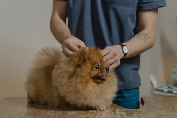 可爱的博美犬在兽医诊所接受检查。