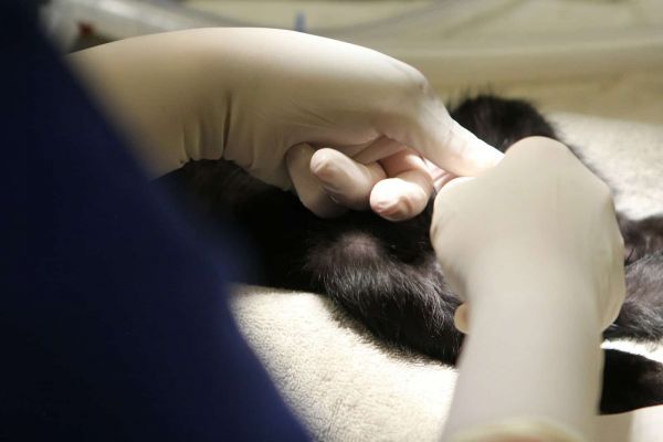 一只黑白相间的猫躺在沙发上
