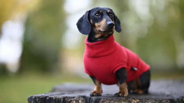 穿着夹克的腊肠犬