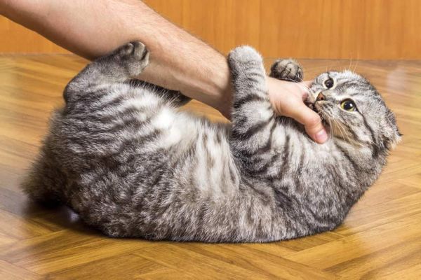 猫在试图抚摸时咬了一名男子的手。