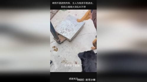 串狗不愿进狗肉车，主人为钱亲手抱进去，狗伤心嗷嗷大哭乱叫不停