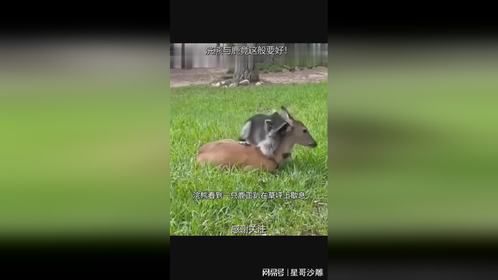 浣熊与鹿竟这般要好！