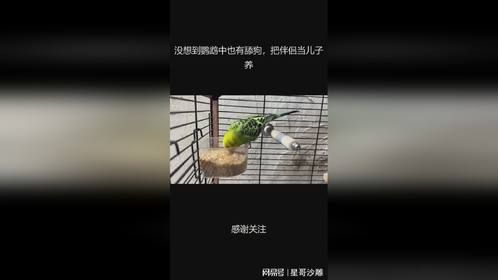 没想到鹦鹉中也有舔狗，把伴侣当儿子养
