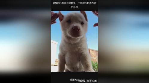 老实的小狗就是好欺负，不养狗不知道养狗的乐趣