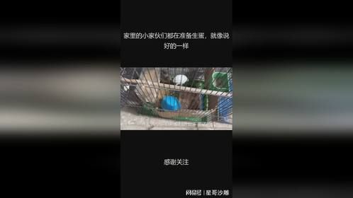 家里的小家伙们都在准备生蛋，就像说好的一样