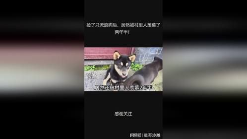 捡了只流浪狗后，居然被村里人羡慕了两年半！