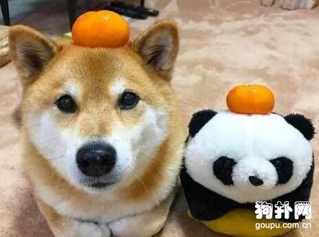 狗狗可以吃的水果有哪些？