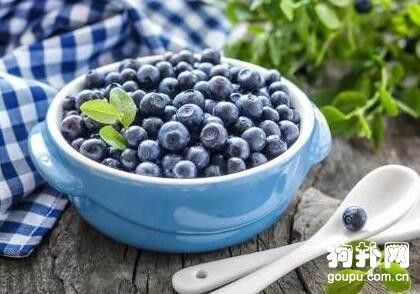狗狗可以吃的水果有哪些？