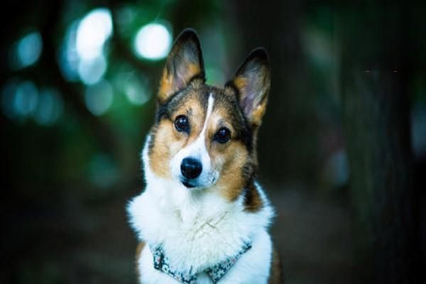 狗狗能吃哪些常见水果