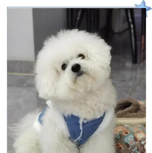 比熊犬适合哪些肉类食谱？