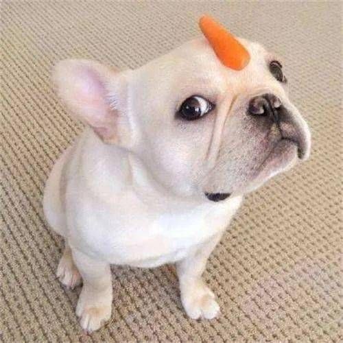 “狗狗肉类食谱,开启美味盛宴!”