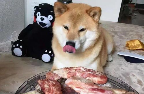 “狗狗肉类食谱,开启美味盛宴!”