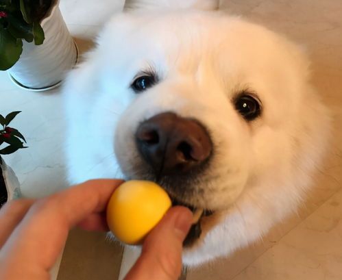 狗狗健康吃熟肉指南