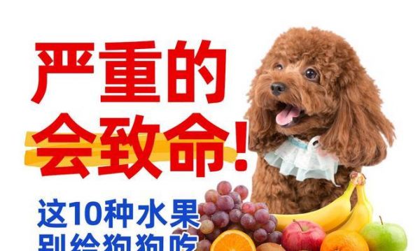 五个月大的狗狗适合食用哪些水果？（为宠物狗狗选择适合的水果饮食，关键是滋补和健康）