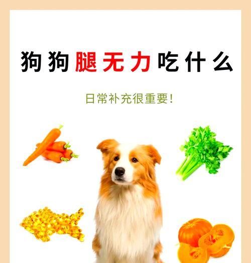 五个月大的狗狗适合食用哪些水果？（为宠物狗狗选择适合的水果饮食，关键是滋补和健康）