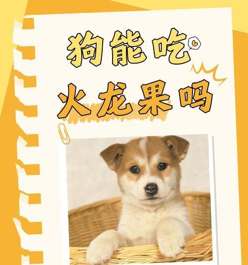 狗狗能吃哪些水果？有哪些水果对狗狗有益？