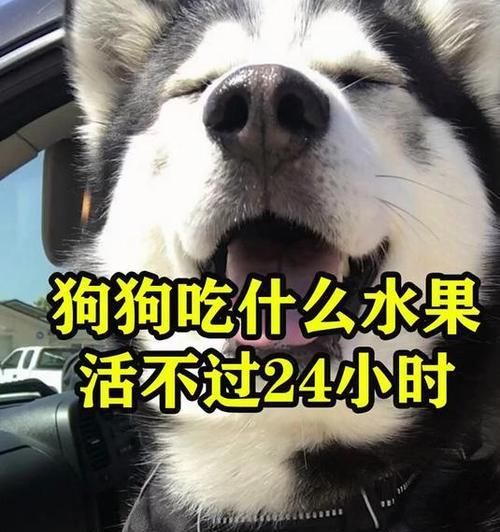 狗狗的健康禁果盘点（保护爱宠，远离这些水果的诱惑）