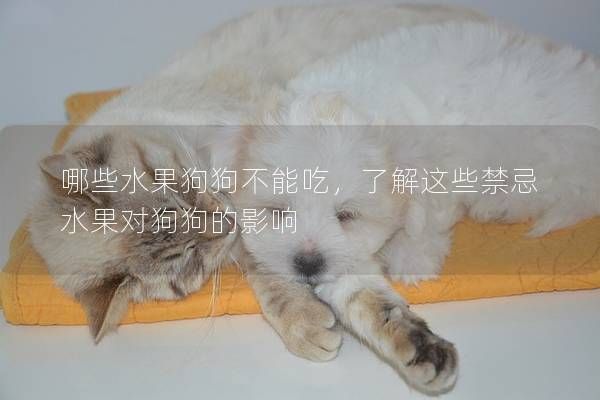 哪些水果狗狗不能吃，了解这些禁忌水果对狗狗的影响