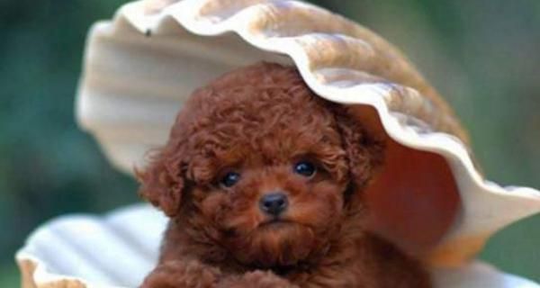 贵宾犬可以吃水果吗？（水果对贵宾犬的影响及如何正确喂食）