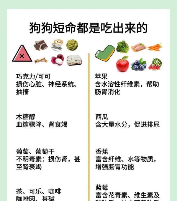养狗须知（了解狗狗可以吃和不能吃的水果，给它们提供健康的饮食）