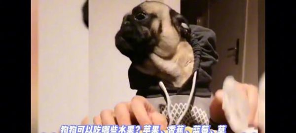 养狗须知（了解狗狗可以吃和不能吃的水果，给它们提供健康的饮食）