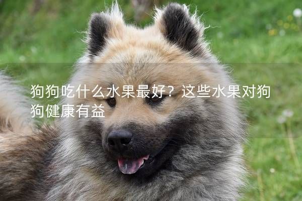 狗狗吃什么水果最好？这些水果对狗狗健康有益