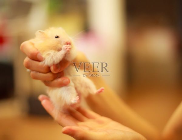 可爱的橙色和白色叙利亚或金色仓鼠(中仓鼠auratus)在女孩的手中吃宠物食品。照顾，仁慈，家养宠物动物的概念。照片摄影图片