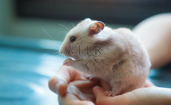可爱的浅棕色叙利亚或金色仓鼠(中仓鼠auratus)吃宠物食品。照顾，仁慈，家养宠物动物的概念。照片摄影图片