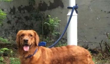 如何以低成本有效饲养大型犬?