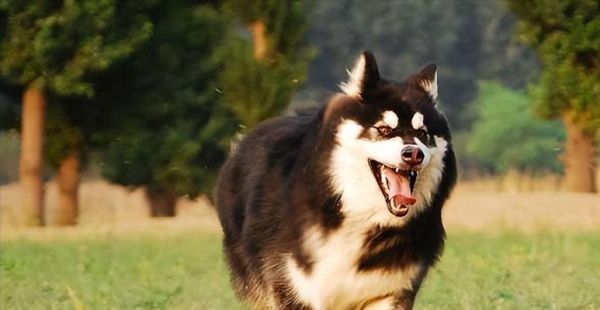 选择适合新手的大型犬品种（了解新手饲养大型犬所需的关键因素）