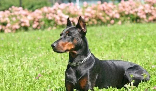 饲养大型犬，这4点必须要注意，否则会让你悔不当初