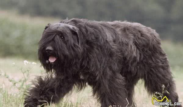 饲养大型犬，这4点必须要注意，否则会让你悔不当初