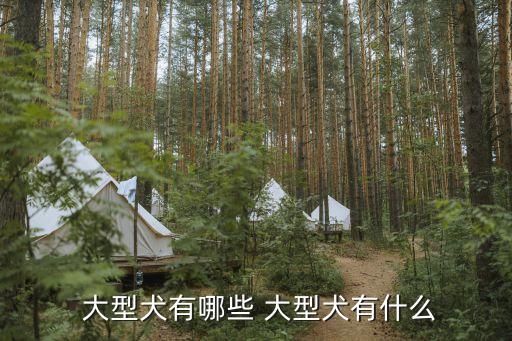  大型犬有哪些 大型犬有什么