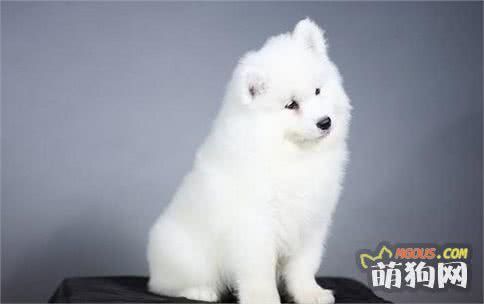 宠物狗最喜欢吃的食物你知道是什么吗？