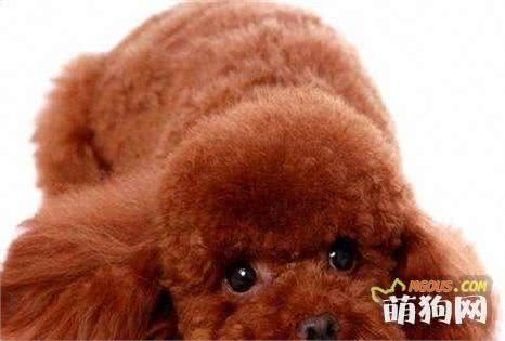宠物狗最喜欢吃的食物你知道是什么吗？