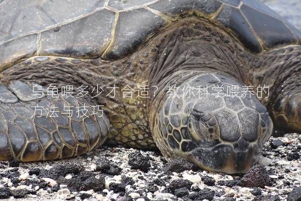 乌龟喂多少才合适？教你科学喂养的方法与技巧