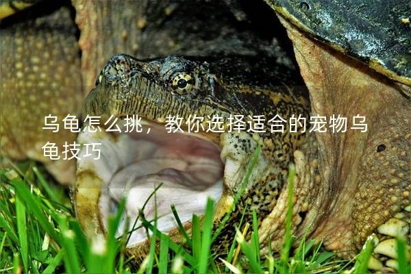 乌龟怎么挑，教你选择适合的宠物乌龟技巧