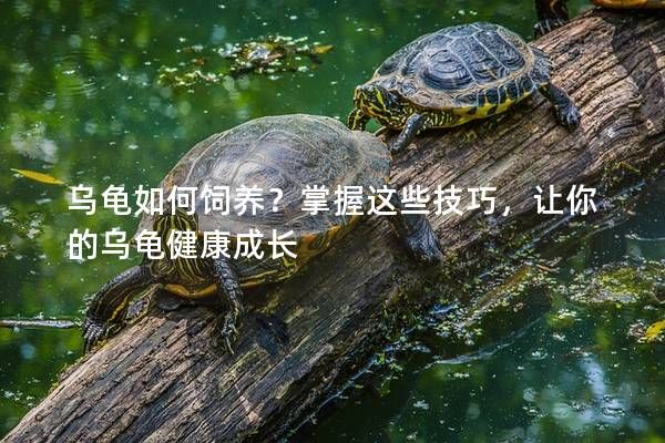 乌龟如何饲养？掌握这些技巧，让你的乌龟健康成长