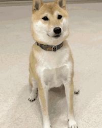 狗狗过大年，可以给它们吃这十种食物！！